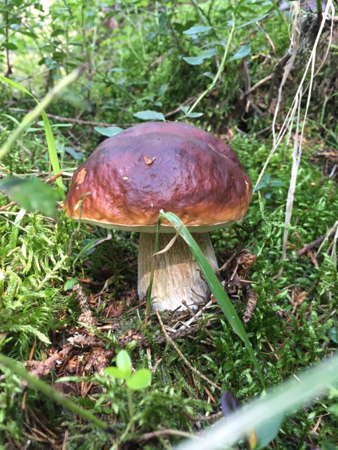 Challet Jasna Exclusive **** Demänovská Dolina Eksteriør bilde